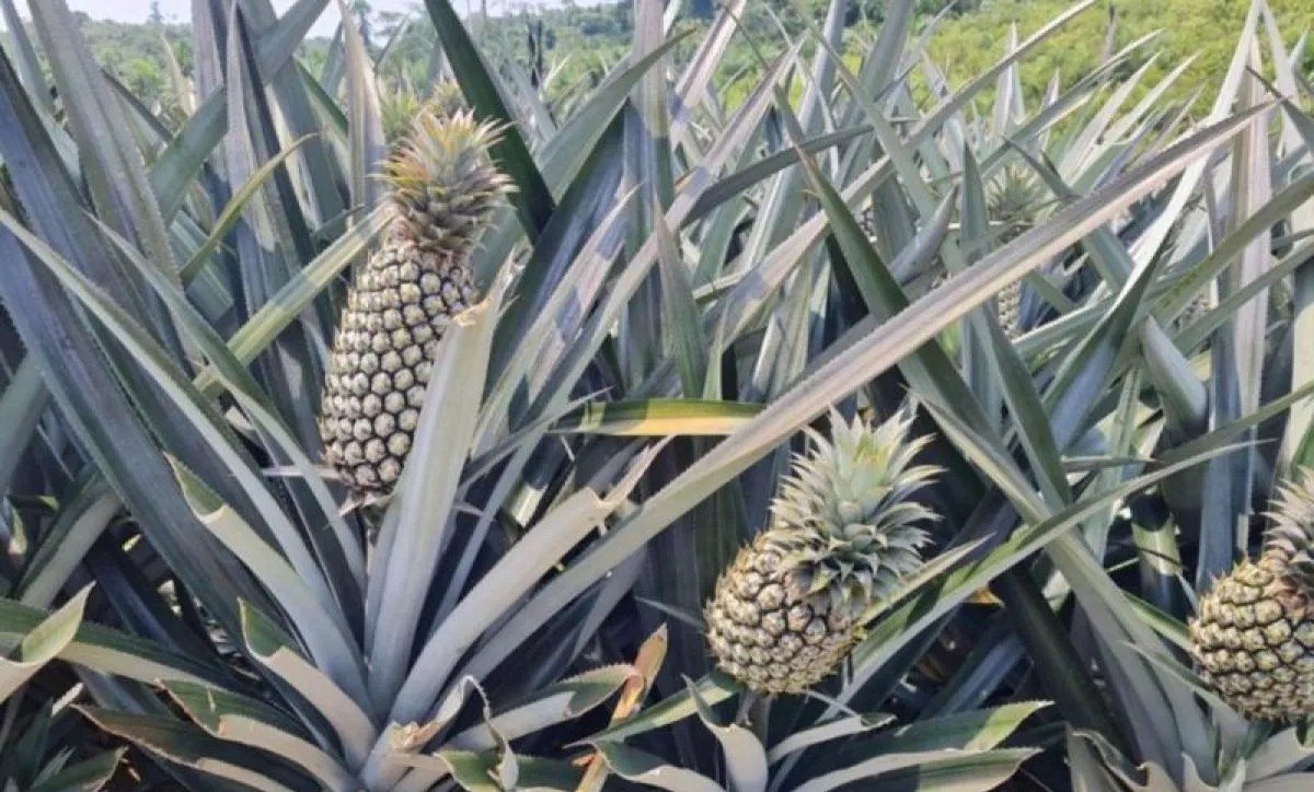 Kutim Kembangkan Hilirisasi Nanas untuk Dongkrak Ekonomi Lokal